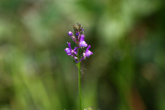 Fiore 1 da ID - cfr. Linaria pelisseriana